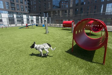 amenitygallery_dogpark_345harrison_2019_dog2-2_bh-min